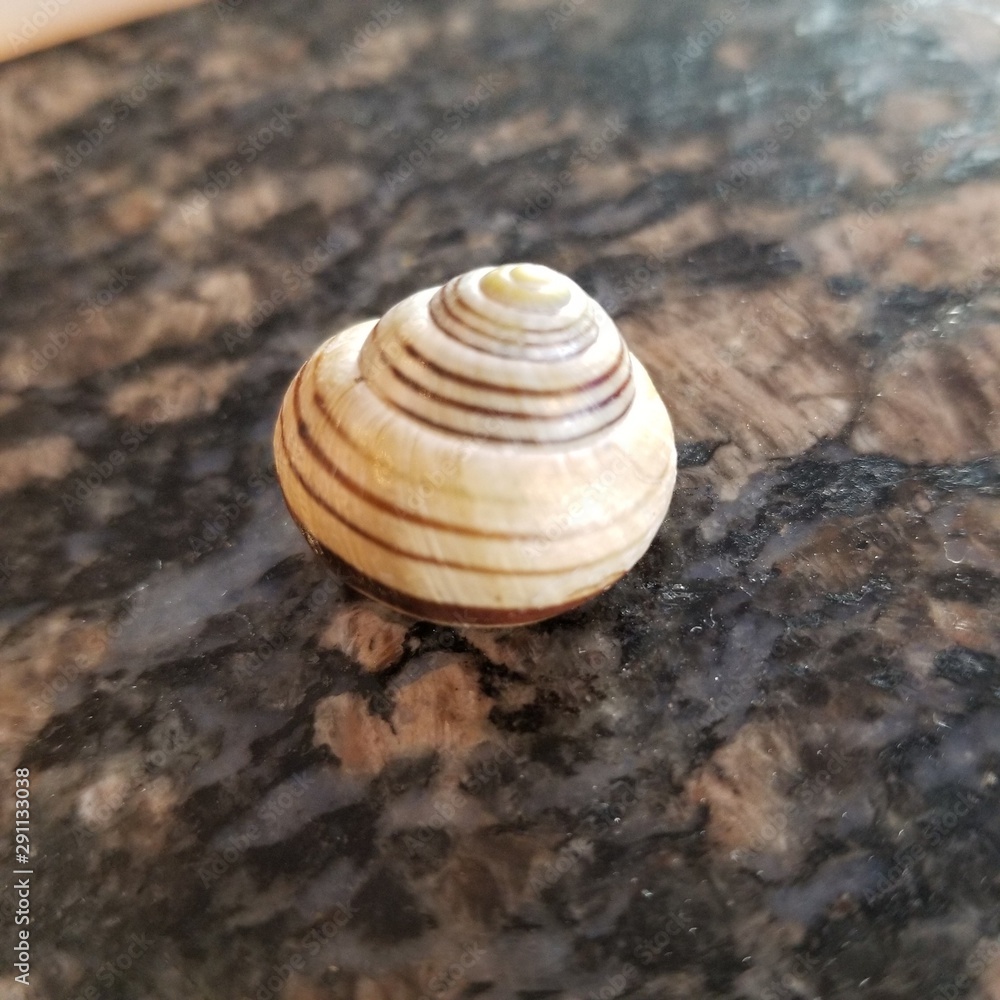 shell on the beach shell on the beach