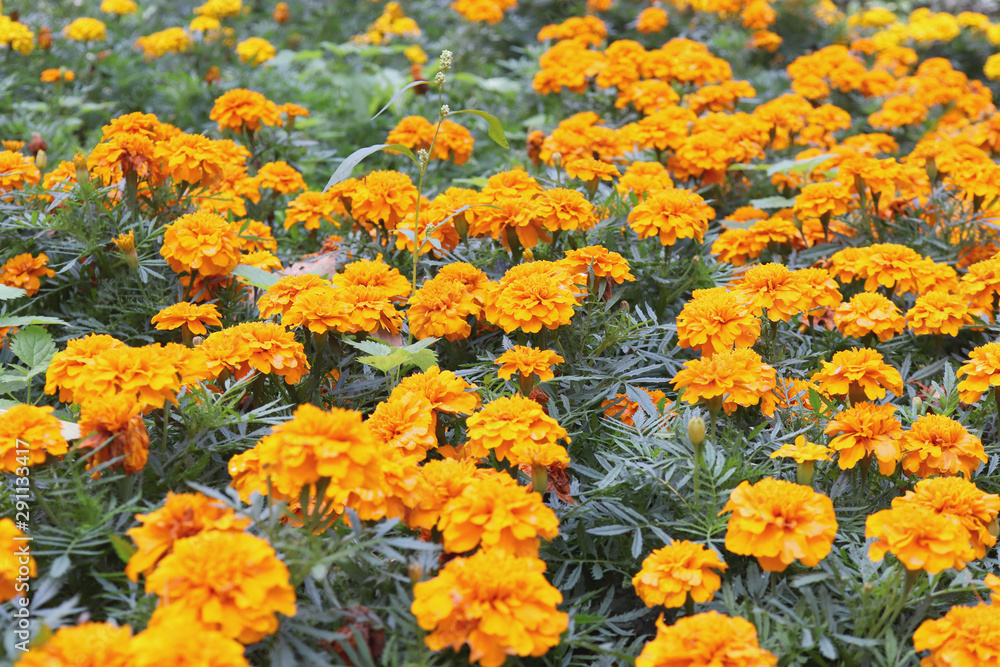 Orange Marigold - Cempasuchil Flower Flowerbed Background. Lot of Yellow  Flowers. Stock Photo | Adobe Stock