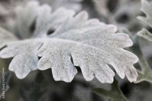 Silver Dust Dusty Miller Maritima. Leaf Macro Closeup. photo