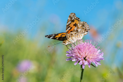 Butterfly on a flower in a field. Butterfly On Grass Field With Warm Light