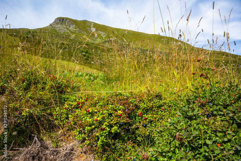 Colorful wildflowers and blueberry bushes in Autumn on top of the Swiss Alps - 1 Colorful wildflowers and blueberry bushes in Autumn on top of the Swiss Alps - 1