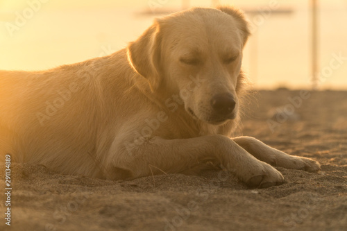 Fototapeta Naklejka Na Ścianę i Meble -   the dog lies on the beach in the rays of the sun. the golden retriever at dawn.