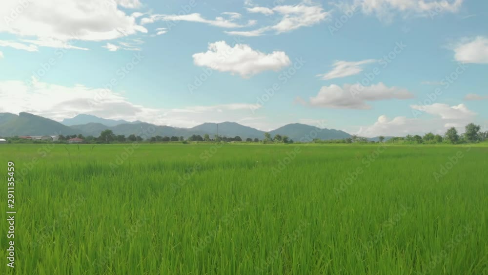 Low angle Drone shot, fly trough green rice field south east asia, sunny dau, tropical weather, Thailand Low angle Drone shot, fly trough green rice field south east asia, sunny dau, tropical weather, Thailand