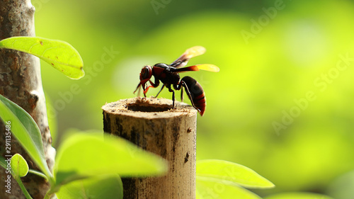 hornet (Vespa crabro) isolated green leaves