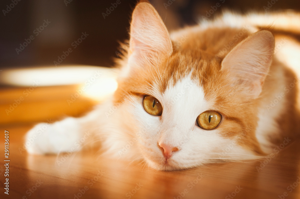 A picture of red and white cat with yellow eyes lying on the floor and looking to the camera