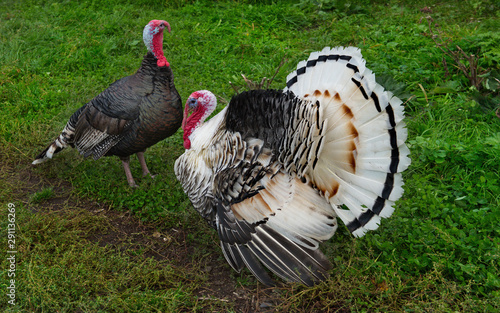 Homemade gobblers is one of the common types of domestic birds of the order galliformes.