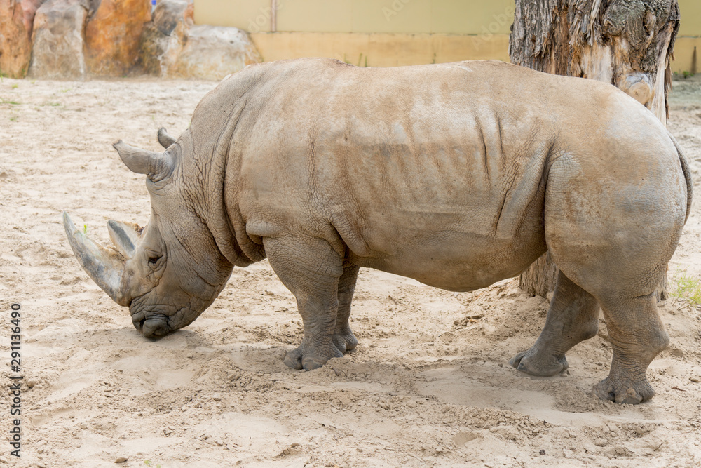 Close up portrait of rhino, profile. Rhino in the dust and clay walks Close up portrait of rhino, profile. Rhino in the dust and clay walks