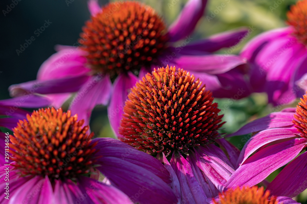Colourful close up of several vivid purple coneflower (Echinacea purpurea) heads in bright sunshine