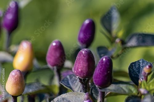 Close up of several small purple and yellow chili fruits growing in a vegetable garden photo