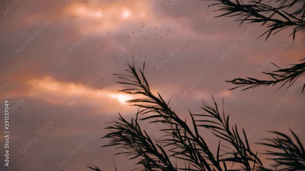 silhouette of willow leaves on sunset sky background silhouette of willow leaves on sunset sky background