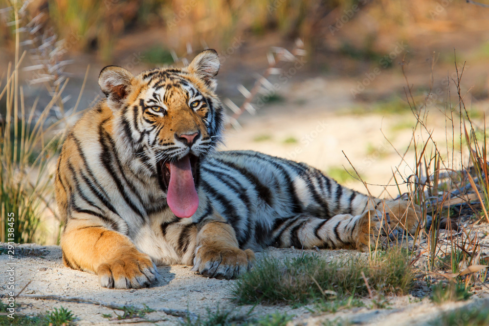 Naklejka premium Tiger cub yawning in a Tiger Canyons Private Game Reserve in South AFfrica