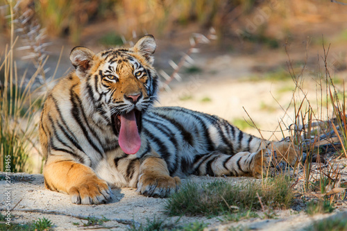 Tiger cub yawning in a Tiger Canyons Private Game Reserve in South AFfrica