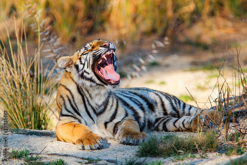 Canvas Print Tiger cub yawning in a Tiger Canyons Private Game Reserve in South AFfrica