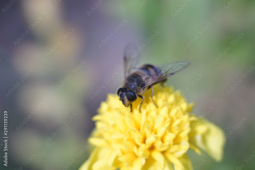 Bee insect macro photo at yellow garden flower Bee insect macro photo at yellow garden flower