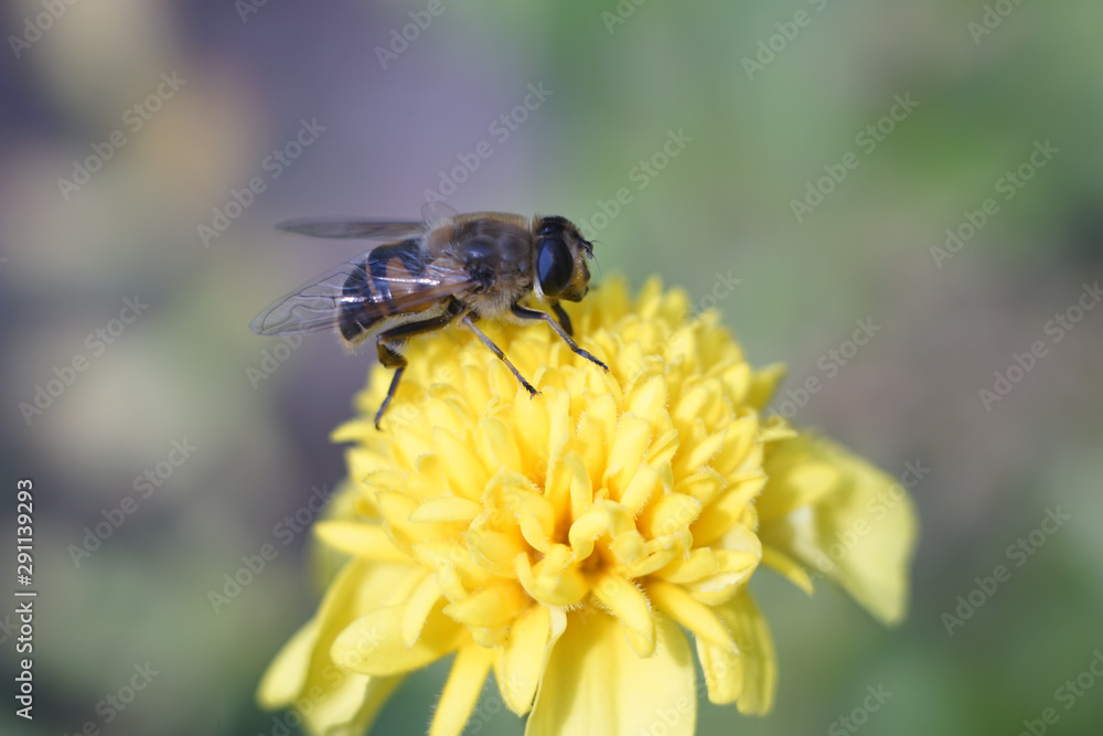 Bee insect macro photo at yellow garden flower Bee insect macro photo at yellow garden flower
