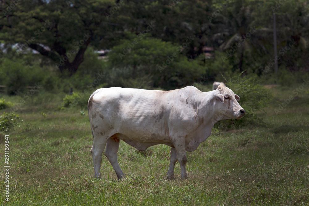 Cows on a green field