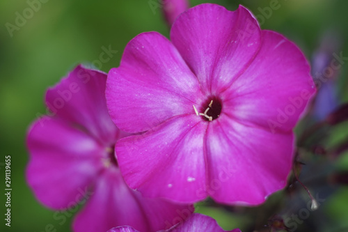 Pink phlox macro photo, bright summer garden photo