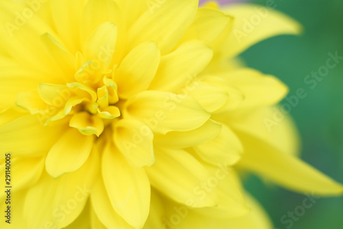 Yellow macro flower photo at green background  light summer photo