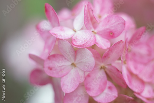 Pink hydrangea macro floral photo, spring and summer bright picture