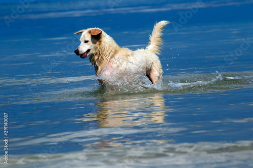 A dog is playing the shallow sea.