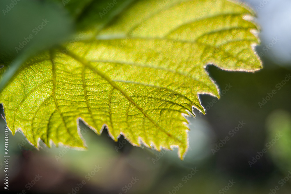 grape foliage close-up on a blurred background. grape foliage close-up on a blurred background.
