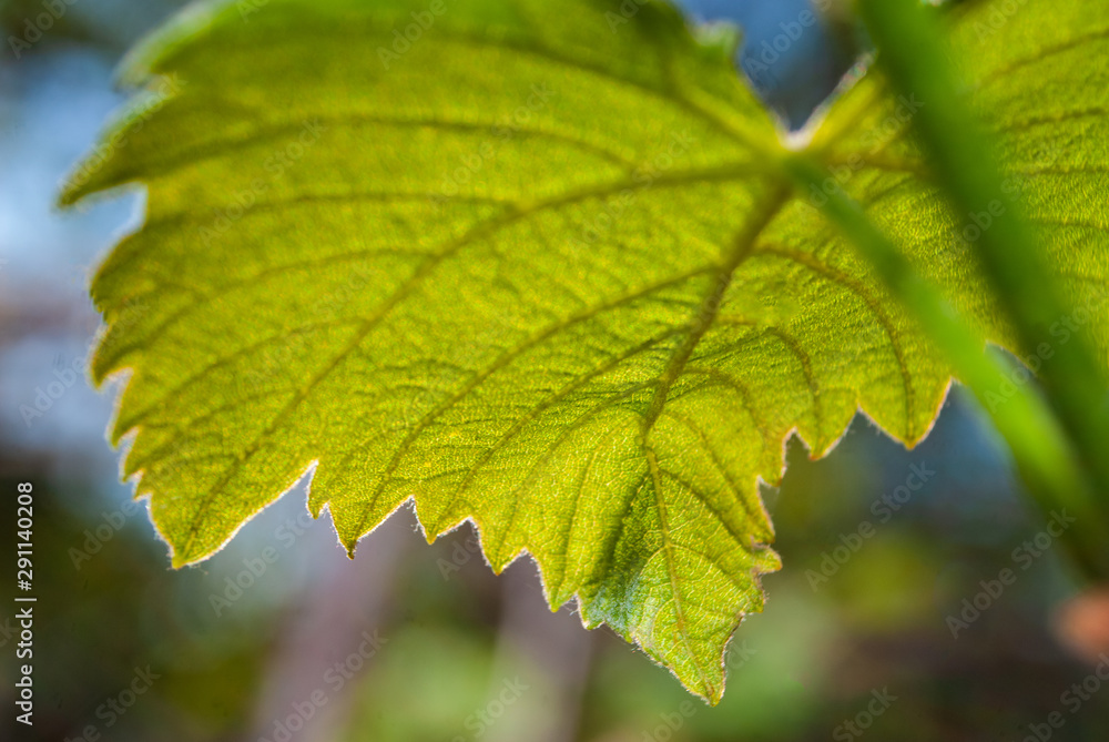 grape foliage close-up on a blurred background. grape foliage close-up on a blurred background.