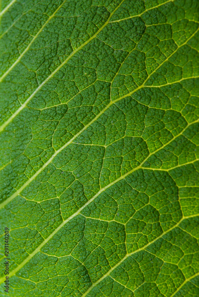 surface of grape foliage is large. surface of grape foliage is large.