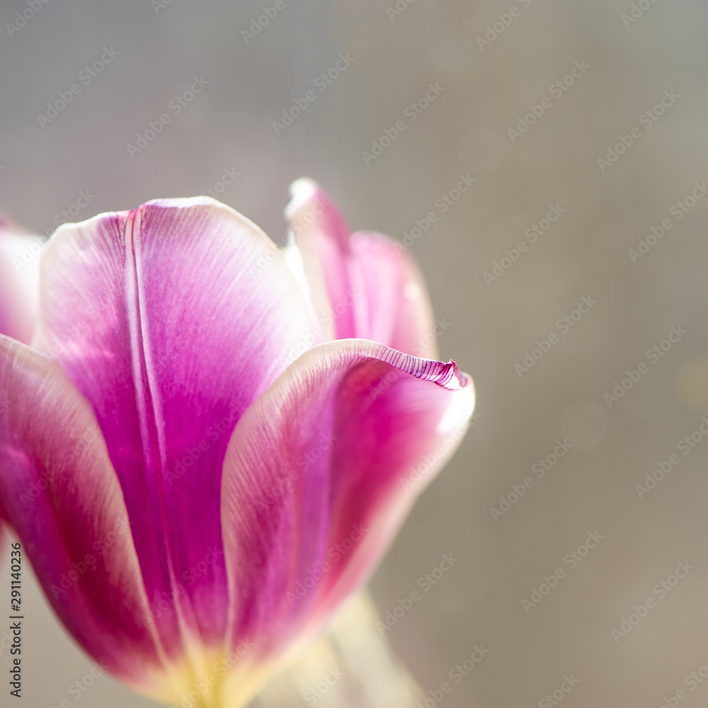 flowers of pink tulips on a blurry light background.