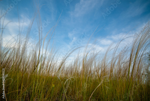 blooming feather grass in the field and blue sky.
