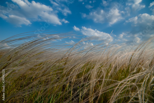 blooming feather grass in the field and blue sky.