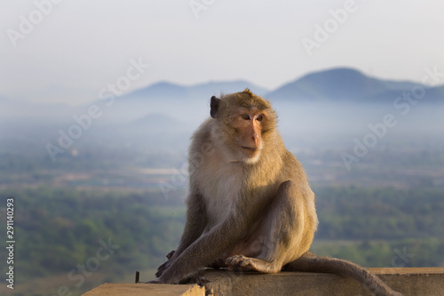Portrait of Macaque monkey sitting alone  © Tazzjang