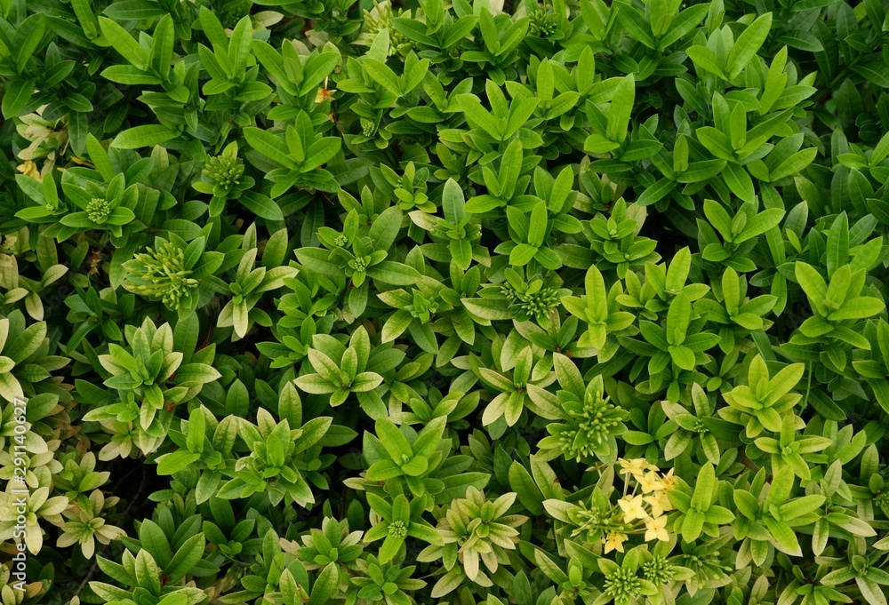Obraz premium White flowers in the backyard,Green leaves