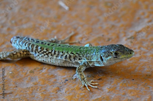 Young green Sand Lizard, latin name Lacerta Agilis, standing on orange painted concrete surface.