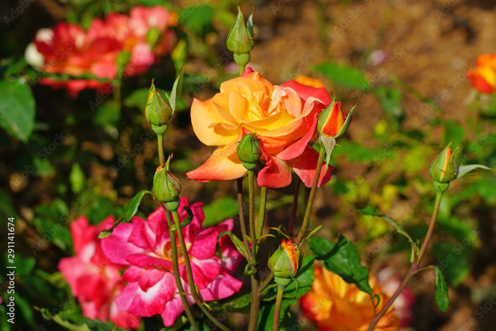 View of a pink and orange Rio Samba rose plant in the garden