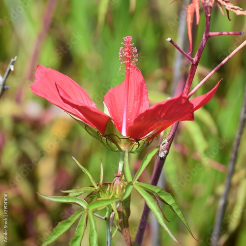 scarlet rosemallow photo