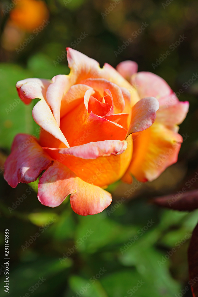 View of a pink and orange Rio Samba rose plant in the garden