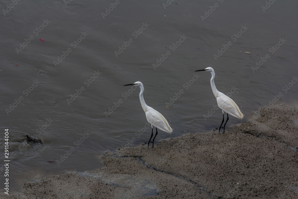 Obraz premium Birds find fish to eat in large bodies of water.