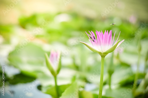 Beautiful pink waterlily or lotus flower in pond  Natural background and sun light  Selective Focus  Flowers for worshiping in Buddhism.