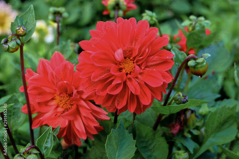 Red Dahlia Red Dahlia