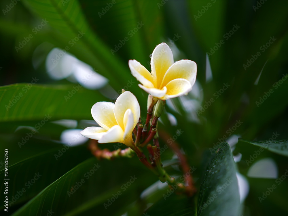 Fototapeta premium Plumeria is popular flower in Thailand.