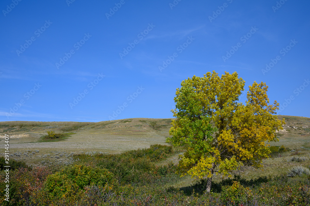 lone green ash on the prairies 2 lone green ash on the prairies 2