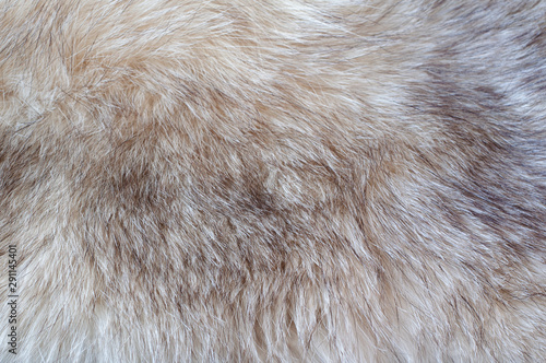 Texture of natural Fox fur. Beige Fox skin close-up. Background of fur