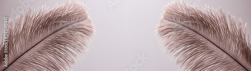 Ostrich feathers texture background. Close-up details. Long horizontal banner. Header format. 