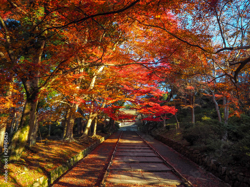Charming scene of stone stair in front of japanese temple with colorful red maple trees and sunlight  Kyoto  Japan