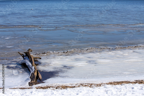 closeup of driftwood piled up along a chesapeake bay beach in winter calvert county southern maryland usa