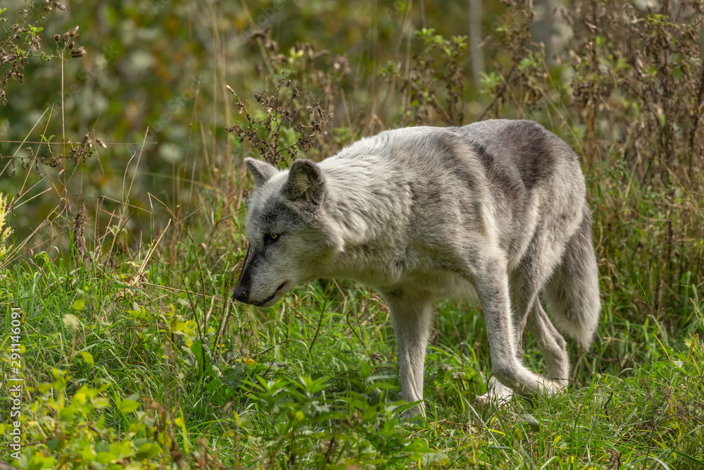 The Timber Wolf (Canis lupus), also known as the gray wolf , natural scene from natural environment in north America. The Timber Wolf (Canis lupus), also known as the gray wolf , natural scene from natural environment in north America.