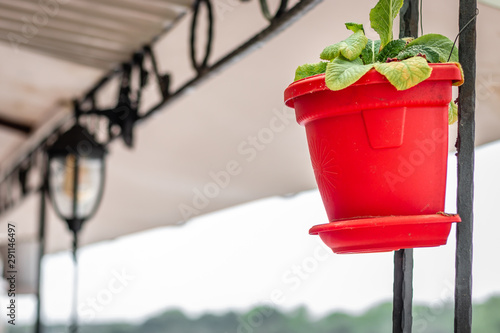 Red hanging decorative flower pot at restaurant terrace, outdoor. Closeup. © Stefan