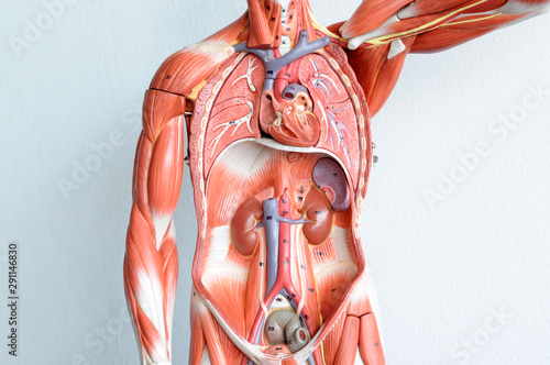 human muscle anatomy model