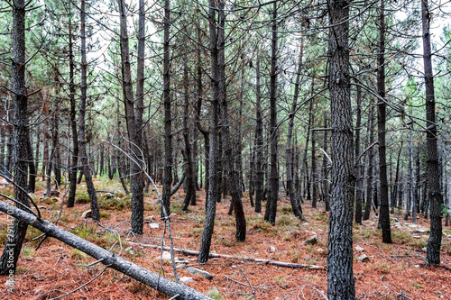 forest of pine trees in autumn