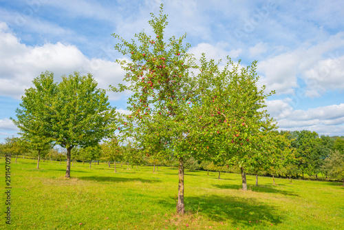 Apple trees in an orchard in a green meadow below a blue sky in sunlight in autumn